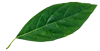 leaf-1-100x51-1 leaf-1-100x51-1