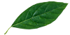 leaf-100x50-1 leaf-100x50-1