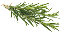 rosemary-200x110-1 rosemary-200x110-1